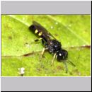 Crossocerus quadrimaculatus - Grabwespe m07 7mm.jpg